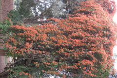 Bougainvillea glabra